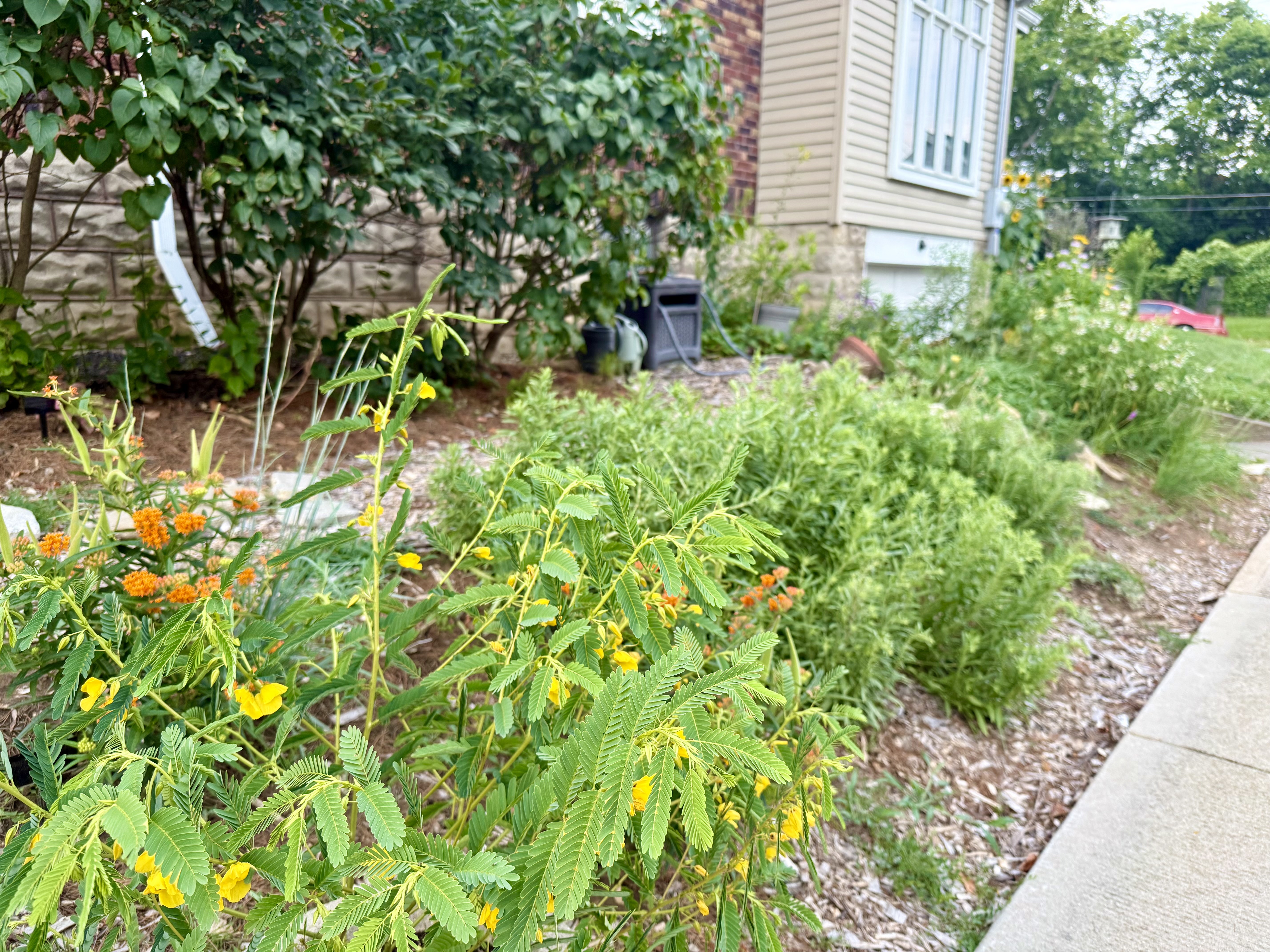 Meghan's Garden